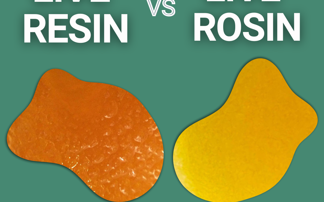 Live Resin vs Live Rosin | A Producer’s Guide to Premium Extracts