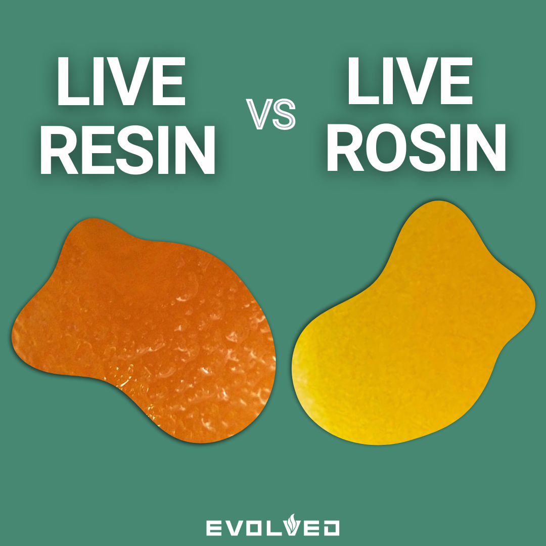Live resin vs live rosin, what is better, live resin, live rosin, comparative